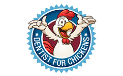 Dentist for Chickens